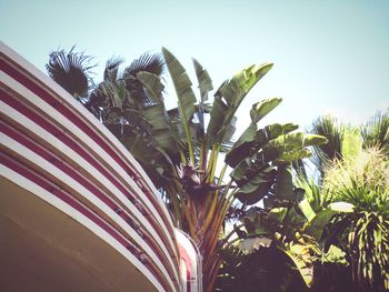 Low angle view of palm tree against clear sky
