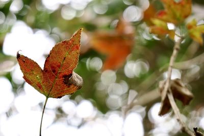 Close-up of dry maple leaves on tree