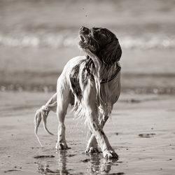 Dog on beach