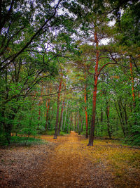Trees growing in forest during autumn