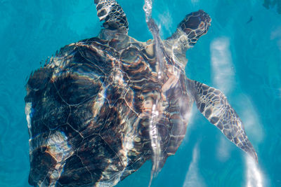 High angle view of turtle swimming in great barrier reef