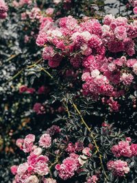 Close-up of pink flowering plants