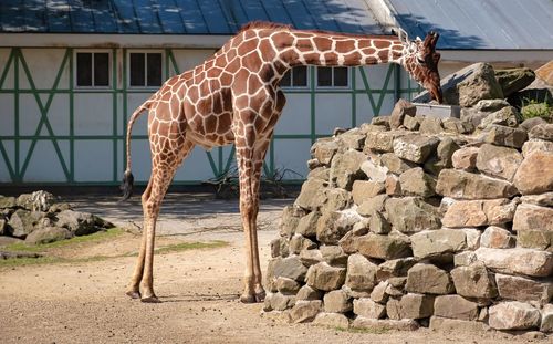 Horse standing on rock at zoo