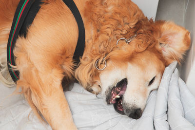 Close-up of a dog resting on bed