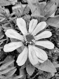 Close-up of flower blooming outdoors