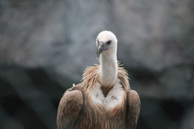 Close-up of eagle