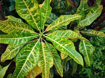 Full frame shot of leaves