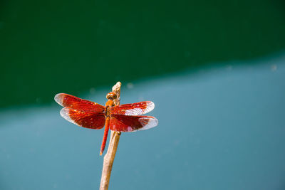 Close-up of dragonfly on twig against pond