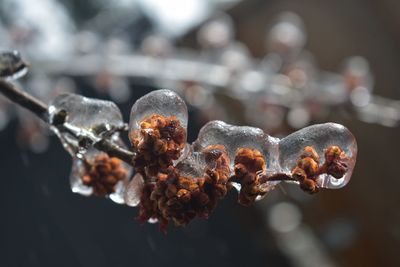 Frozen leaf buds encased in ice