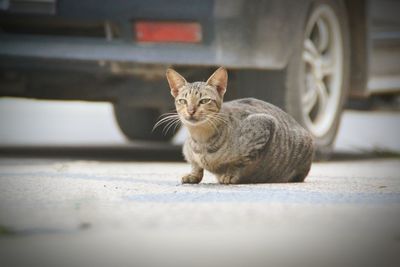 Portrait of tabby cat