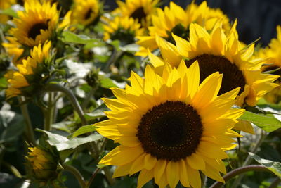 Close-up of yellow sunflower