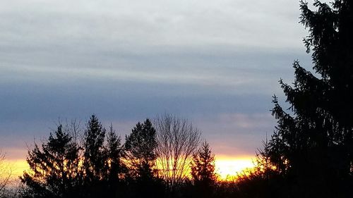 Trees against sky during sunset