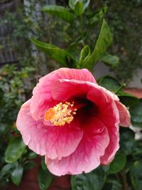 Close-up of pink rose