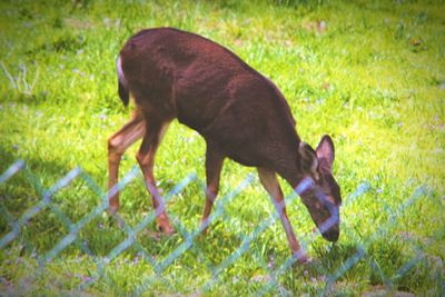 Dog on grassy field