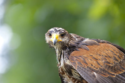 Close-up of eagle looking at camera