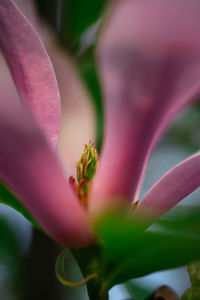 Close-up of pink flower