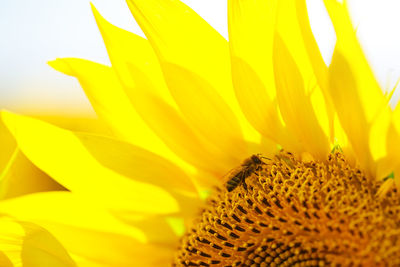  yellow sunflower flower close-up in field on a summer day, beautiful natural wallpaper . soft focus