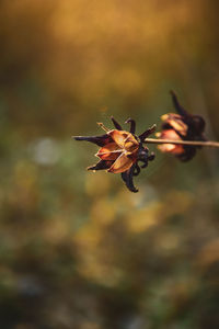 Close-up of red flowering plant