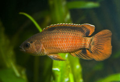 Close-up of fish swimming in sea