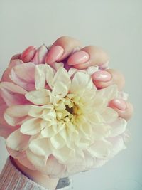 Close-up of pink flowers