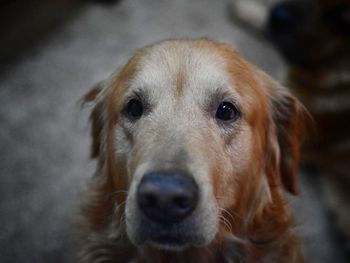 Close-up portrait of dog