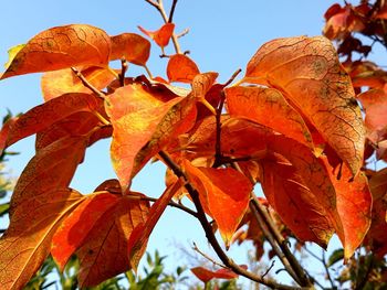 Close-up of autumnal leaves against clear sky