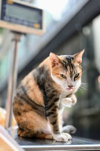 Close-up portrait of tabby cat