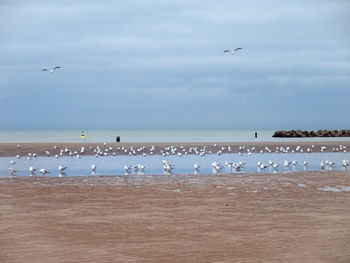 Seagulls flying over sea against sky