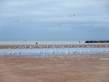Two persons walking at the beach where many seagulls seek a place to rest