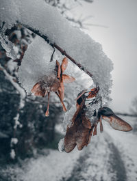 Close-up of frozen leaves on snow covered tree