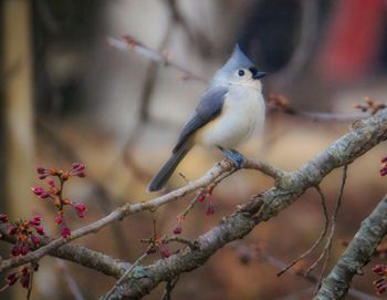 Close-up of bird perching on branch