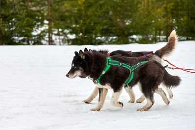 Dog on snow covered land