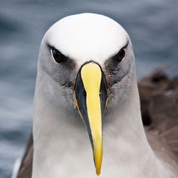 Close-up of seagull