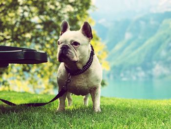 Dog looking away on field