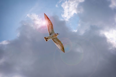 Spiritual inspirational bird flying high in clouds and sun