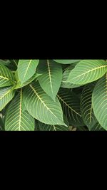 Close-up of leaves