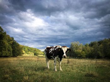 Cow standing in a field on a cloudy day