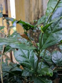 Close-up of insect on plant