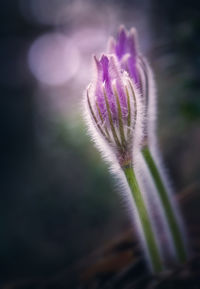 Close-up of purple flowering plant