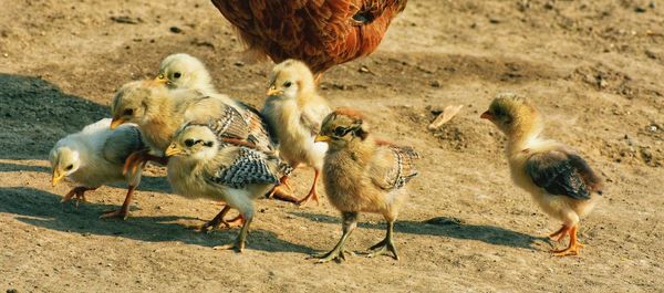 High angle view of birds on field