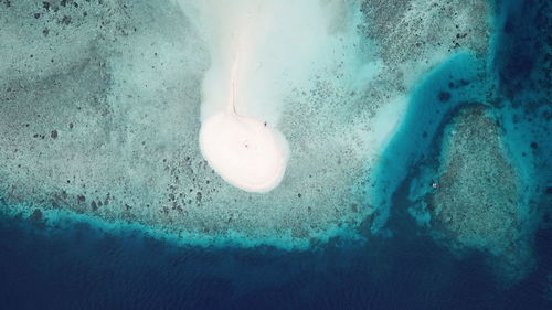 High angle view of jellyfish swimming in water