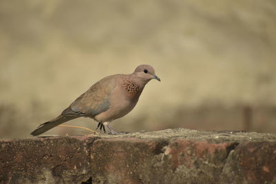 Close-up of bird perching on wood