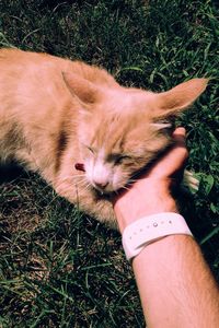 Close-up of cat resting on grass