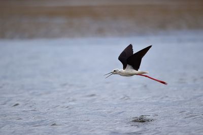 Bird flying over a water