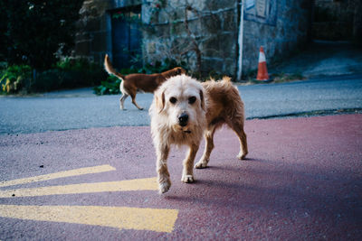 Portrait of dog on road