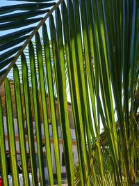 Low angle view of palm tree leaves