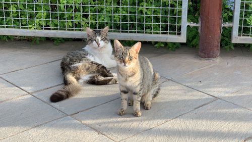 Cats sitting in a cat