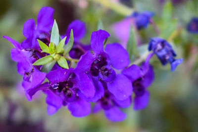 Close-up of purple flowering plant