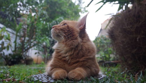 Cat sitting on a tree