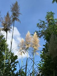 Low angle view of trees against sky